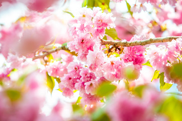 Beautiful spring cherry blossom bloom sunny day