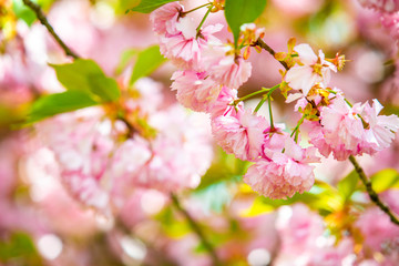 Fototapeta na wymiar Beautiful spring cherry blossom bloom sunny day