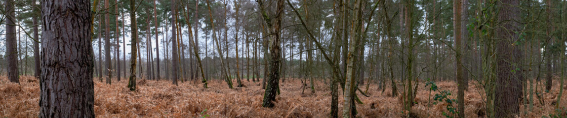 Forest Landscape Hampshire England