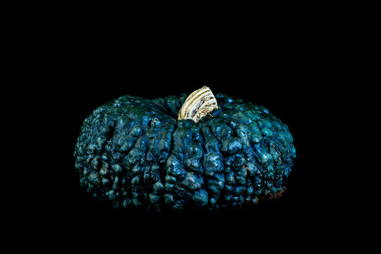 Close up of a knobbly blue pumpkin on black background.