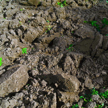 ploughed land abd few weeds