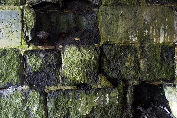 Old brick wall covered with green moss in an abandoned old house