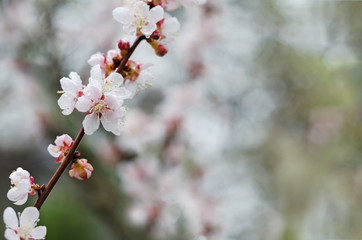 Defocused background, with a flowering apricot branch. Selective focus