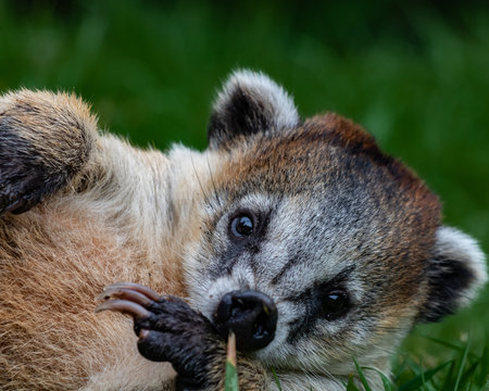 coati 