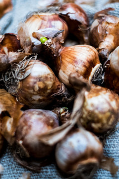 High angle close up of brown onion bulbs on a grey background.