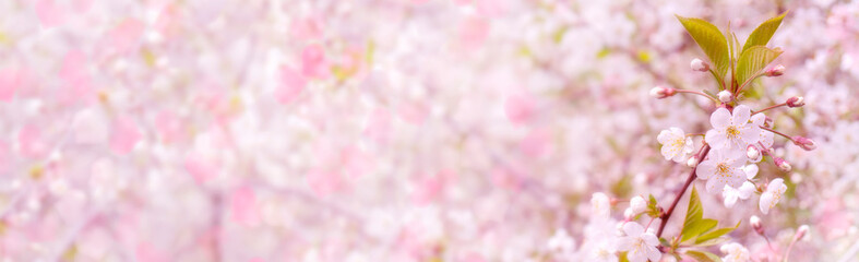 Obraz na płótnie Canvas Spring flowering cherry. Background for greeting card, invitation for wedding and engagement.