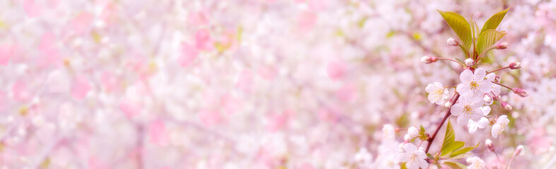 Spring flowering cherry. Background for greeting card, invitation for wedding and engagement.