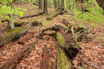 Spring time in Maryland parks