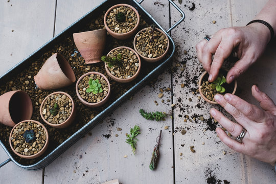 High angle close up person planting succulents in gravel in terracotta pots.