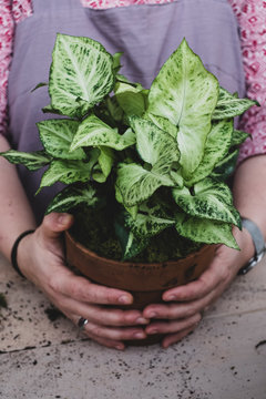 Close up of a person holding terracotta pot with plant with white and green variegated leaves.