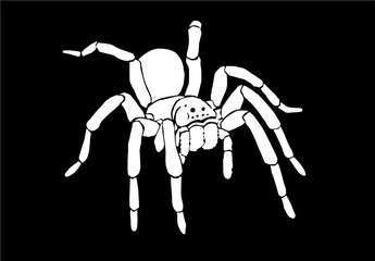 Graphical spider, sketch of tarantula isolated on black background,vector
