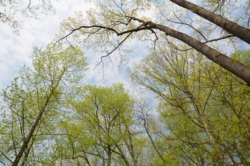 Spring time in Maryland parks