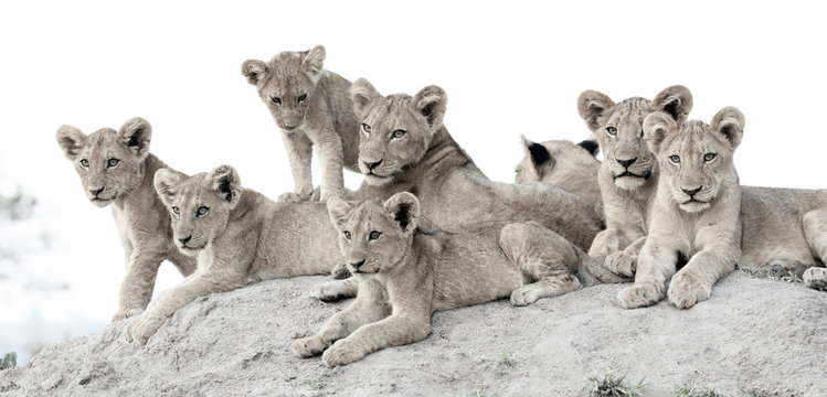 Lion cubs, Panthera leo, lie together on a termite mound, looking out of frame