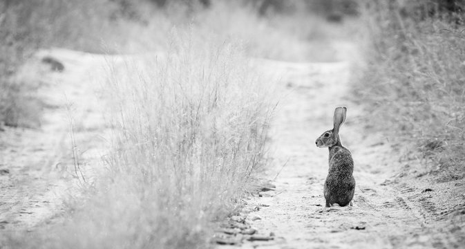 A scrub hare, Lepus saxatilis, stands in the tracks of a road, looking back over shoulder, in black and white