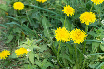 dandelion yellow flowers macro