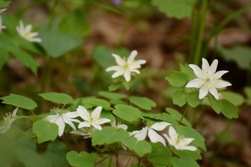 Spring time in Maryland parks