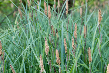 carex flowering grass macro