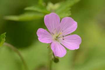 Spring time in Maryland parks
