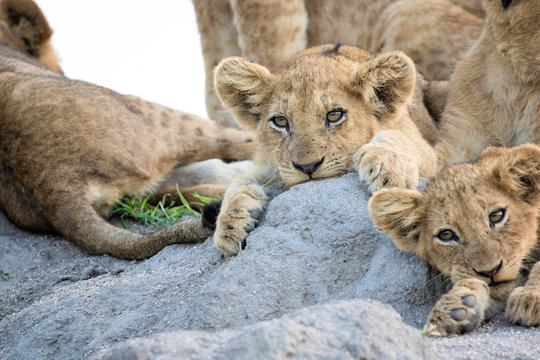 Lion cubs, Panthera leo, lie together on a termite mound, ears forward, looking out of frame