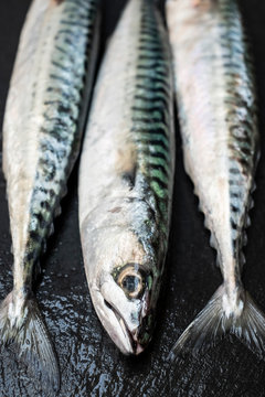 High angle close up of three fresh mackerel fish.