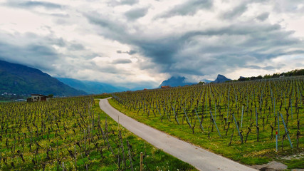 Swiss vineyards in spring