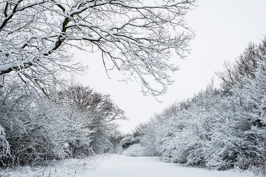 View along a rural road lined with snow-covered trees.,Aston Rowant