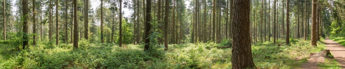 Obraz premium Forest woodland landscape Hampshire England .