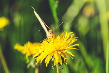 yellow flower with Butterfly