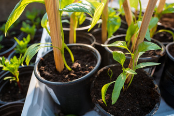  Young pepper seedlings in the cups