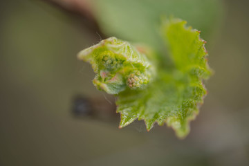 Pączki kwiatów na gałęziach winorośli.