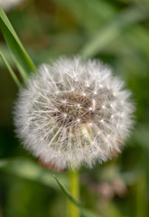 Fototapeta premium Dandelion. Flower. Macro. Blurred. Green