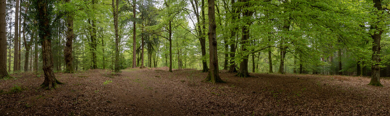 Fototapeta na wymiar Forest landscape Hampshire England