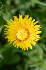 Dandelion. Flower. Macro. Blurred. Yellow