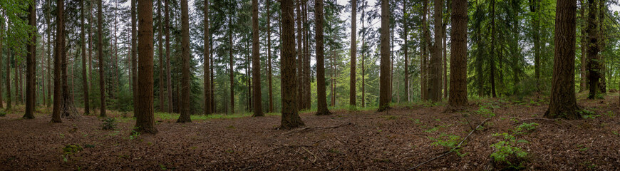 New Forest Hampshire England