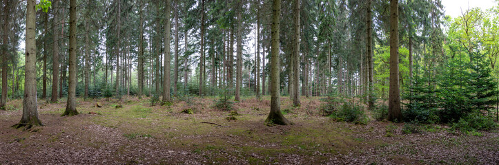 Forest landscape Hampshire England