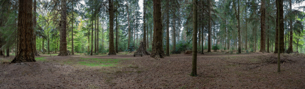 Forest landscape Hampshire England