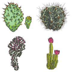 Exotic cactus succulents set. Different cactuses and cacti in color drawing style. Natural hand drawing desert plants. Vector.