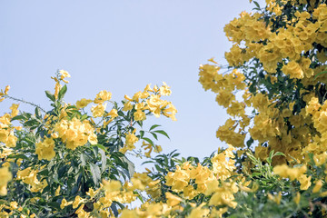 Yellow elder flower on branches in blue sky