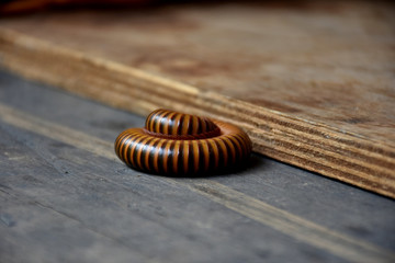 millipede