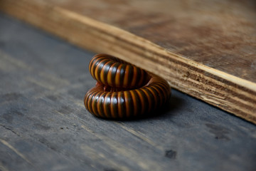 millipede