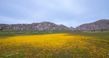 anza borrego flowers 