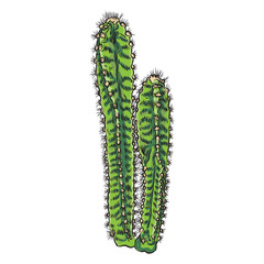 Bright vivid cacti cactus or exotic desert plant succulent. Vector.