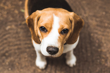 Beautiful beagle hunting dog on the ground background with space for something