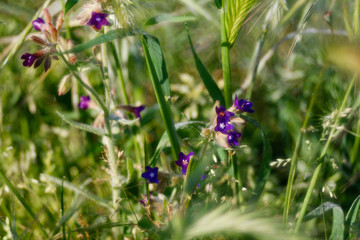 fiori di campo in primavera 