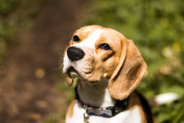 Beautiful beagle hunting dog on the background of the autumn forest on grass