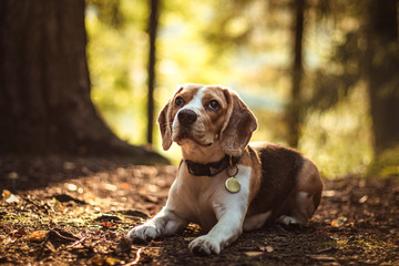 beautiful dog hunter puppy beagle lies in the fairy forest on the autumn ground in the rays of the sunset