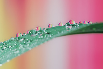 Water drops on the green grass, colorful reflection in the drops, abstract image, macro.