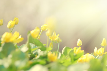 Beautiful yellow flowers on a background of green leaves in the sunlight, abstract blurred background, soft focus.