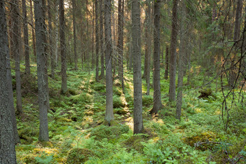 Obraz premium Spruce trees in the forest nature background