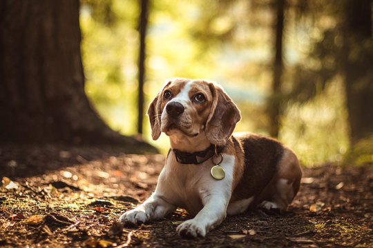 beautiful dog hunter puppy beagle lies in the fairy forest on the autumn ground in the rays of the sunset